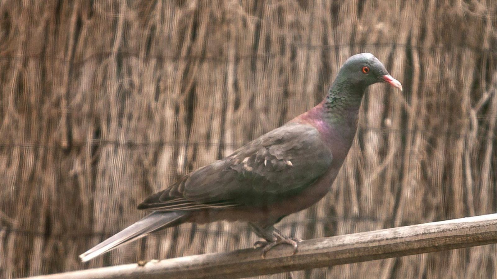 Un ejemplar de paloma rabiche, en el Centro de Recuperación de Aves del Cabildo de Gran Canaria.