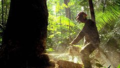 La deforestación del bosque atlántico brasileño ha crecido un 57% en el último año