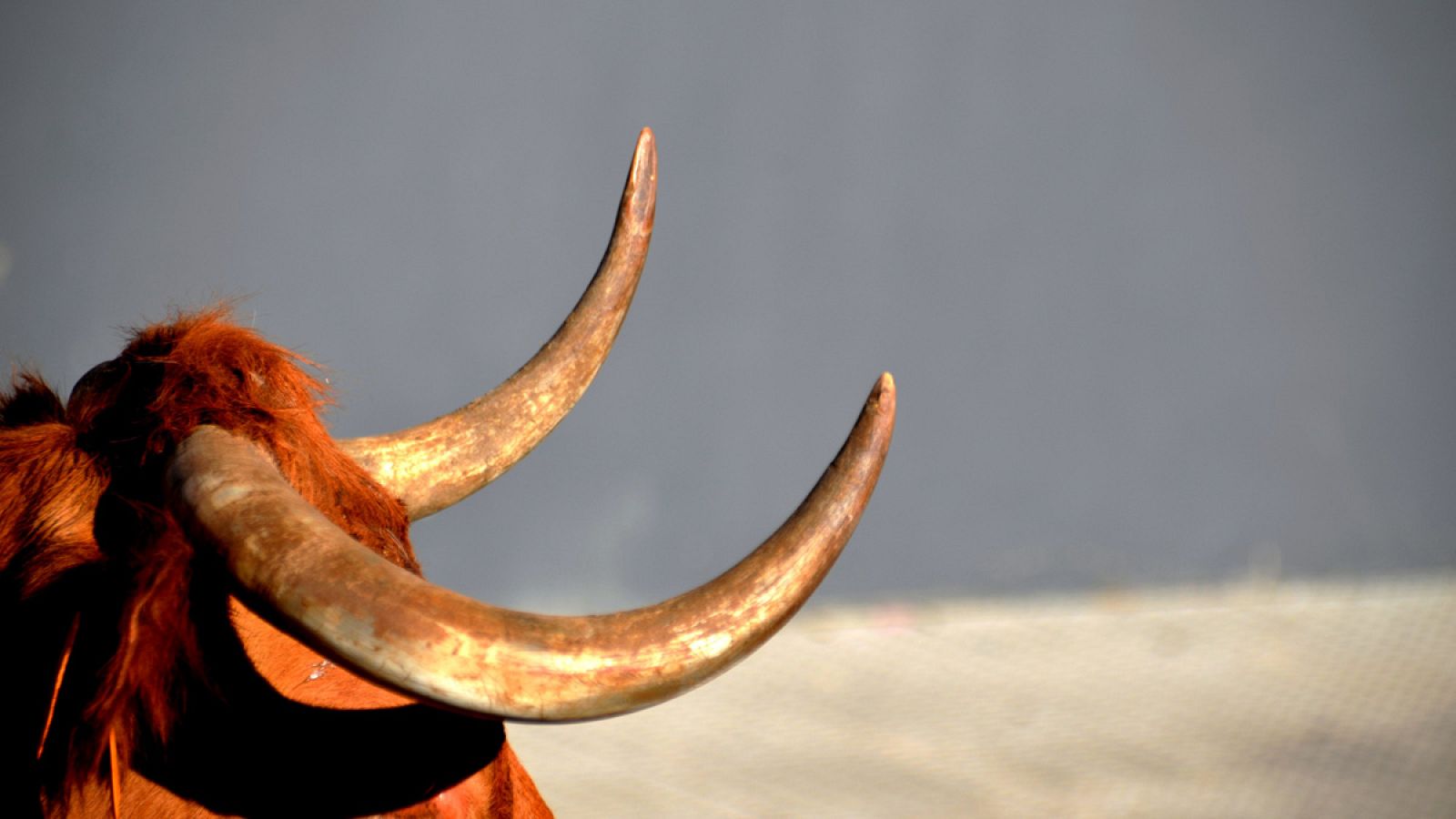 Primer plano de un toro en Pamplona