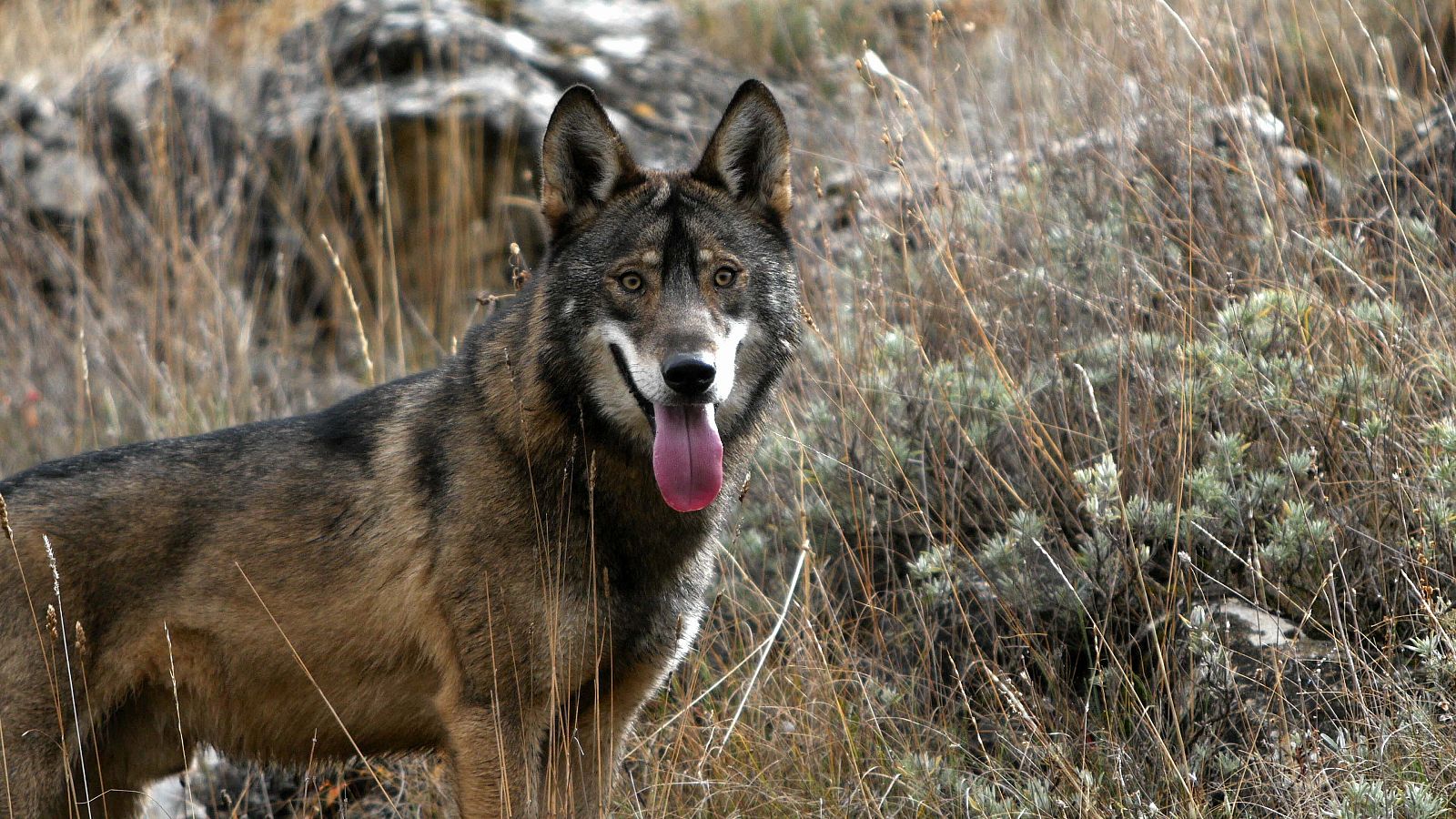 'El bosque místico'