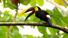 La muerte de los grandes pájaros daña "de forma desproporcionada" a los bosques tropicales