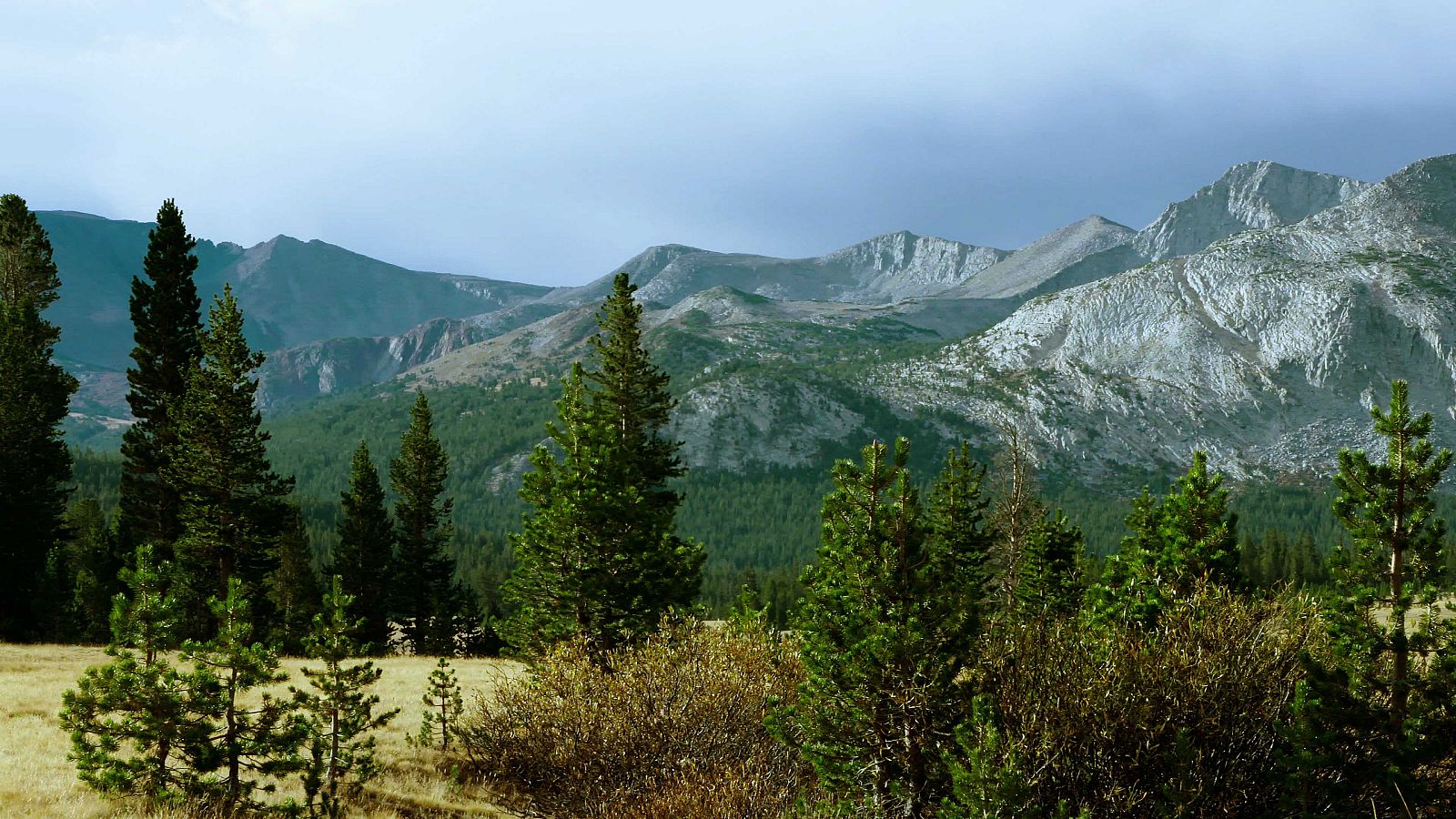 Las secuoyas pueden superar los 100 metros de altura y algunas han alcanzado los 3.000 años de edad