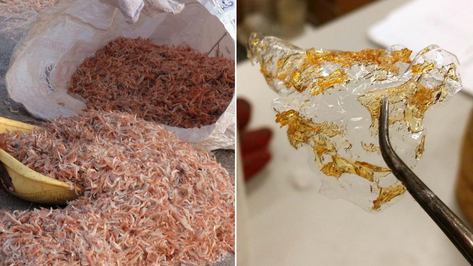 Un kilo de cáscaras de gambas podría producir el suficiente quitosano para fabricar entre 10 y 15 bolsas.