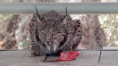 Muere una hembra de lince ibérico por el estrés al ser desalojada por el incendio en Doñana