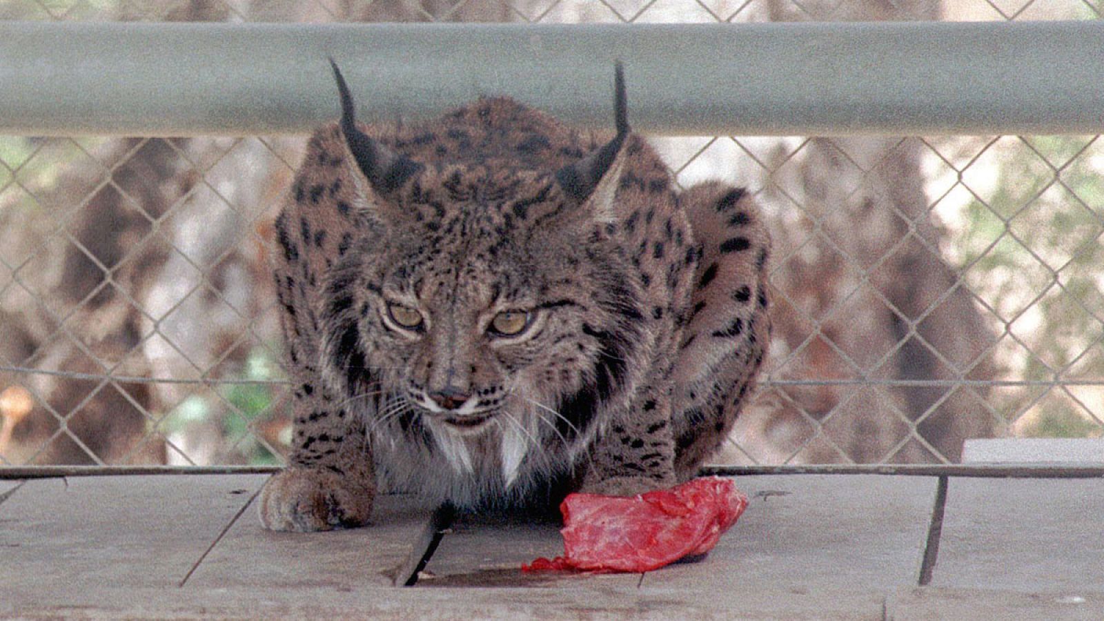 Una hembra de lince Ibérico en el Centro de Recuperacion y Control del Lince Ibérico en el Acebuche