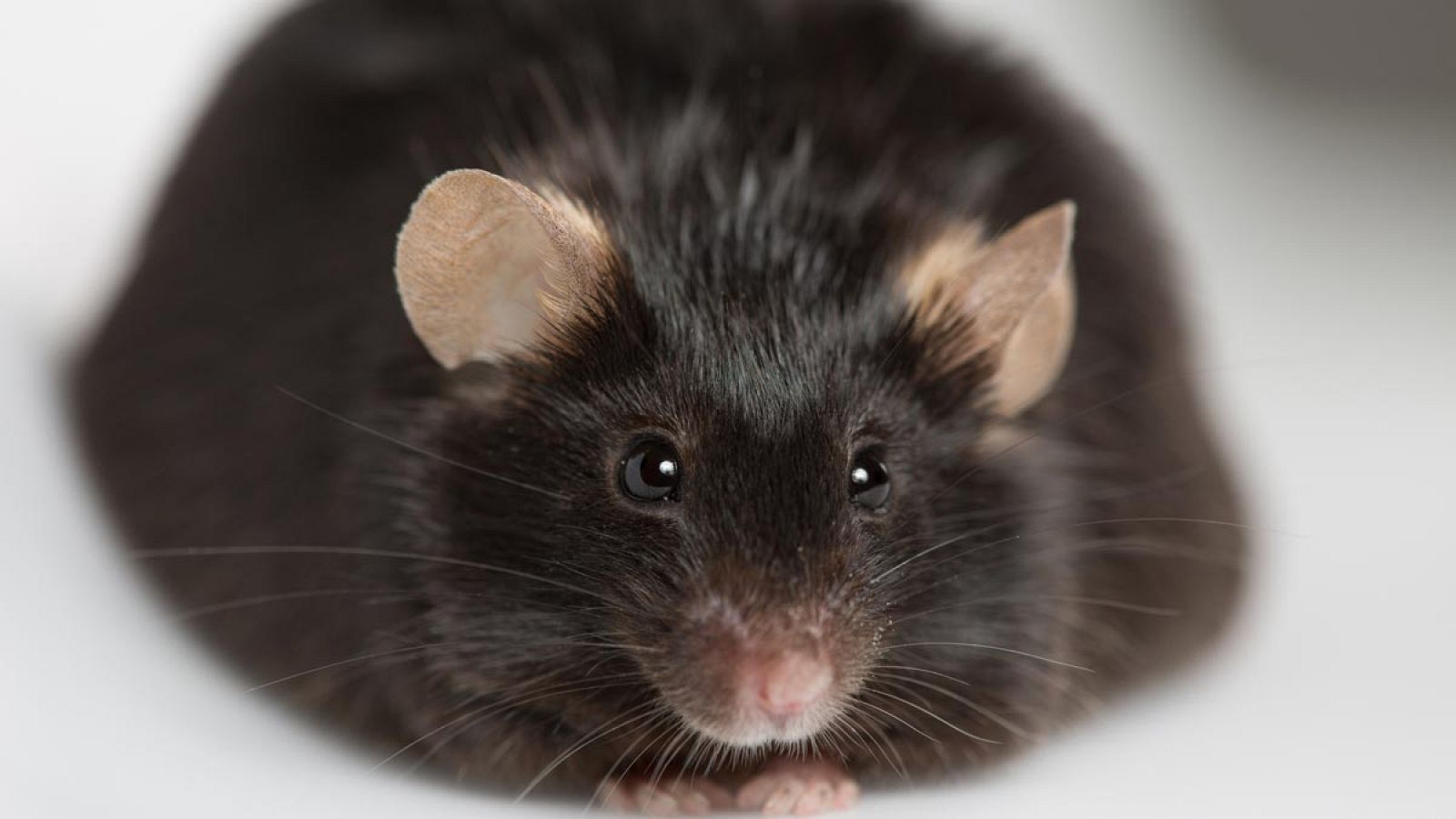 Las dosis de cafeína administradas fueron muy altas (60 mg/kg, lo que equivaldría a entre 24 y 36 tazas de café), lo que reduce la aplicación de este potencial tratamiento para tratar la obesidad en personas.