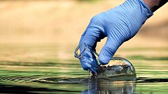Diseñan microrobots que eliminan bacterias contaminantes del agua
