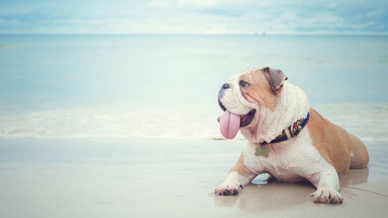 Las mejores playas "pet-friendly" de España