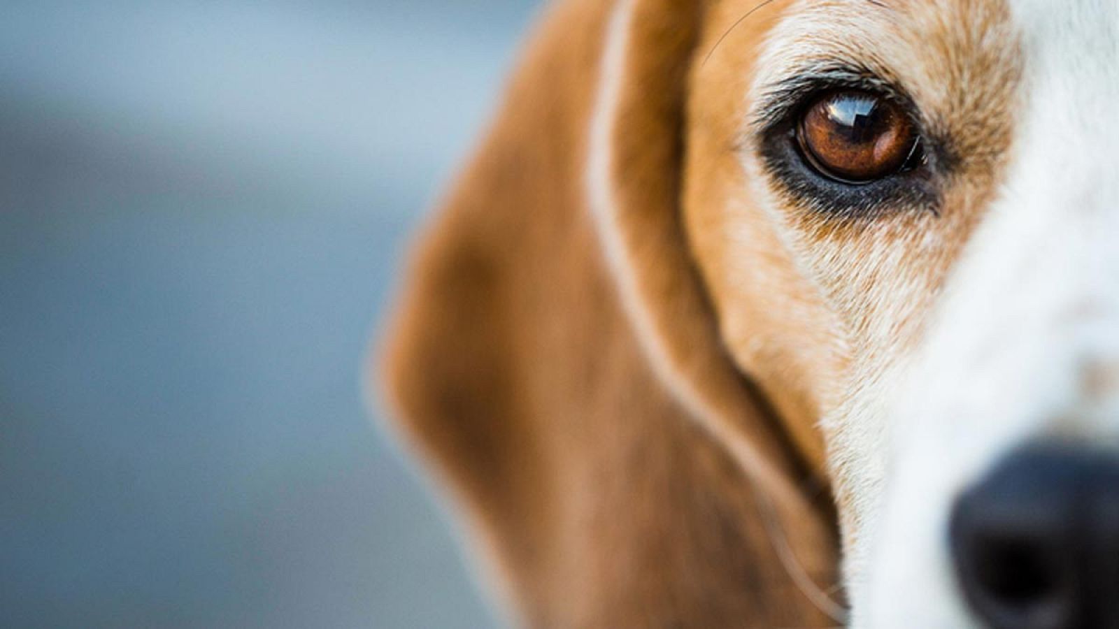 El perro obtenido es de la raza beagle.
