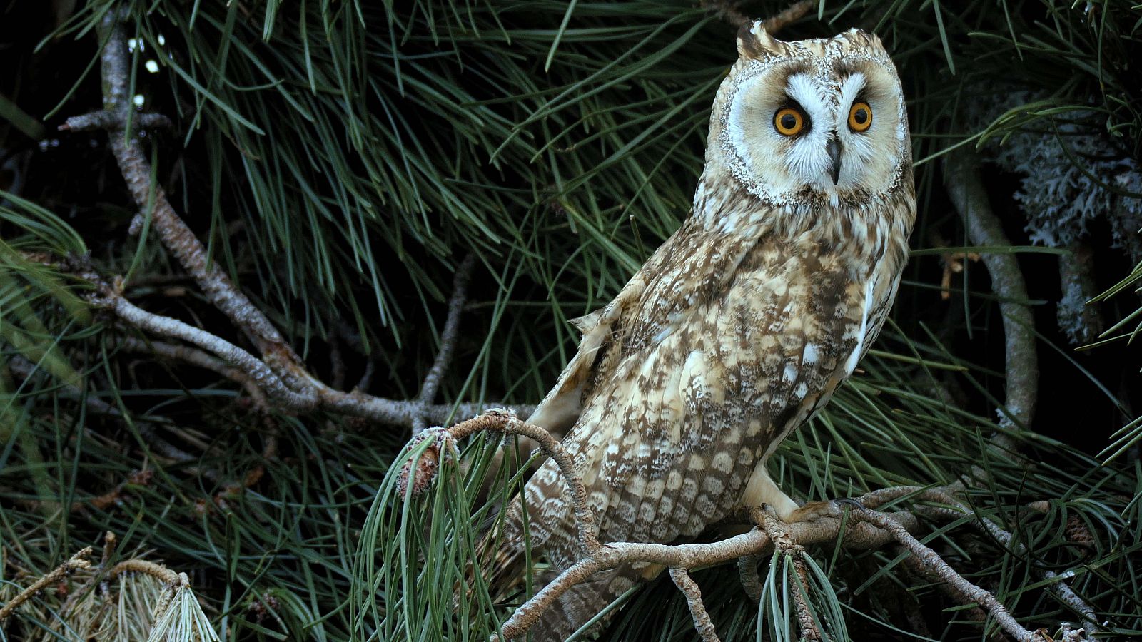 Los viejos bosques del Mar Mediterráneo viven entre la leyenda de los dioses mitológicos y la realidad