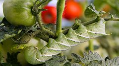 El tomate 'manipula' a las orugas y las convierte en caníbales