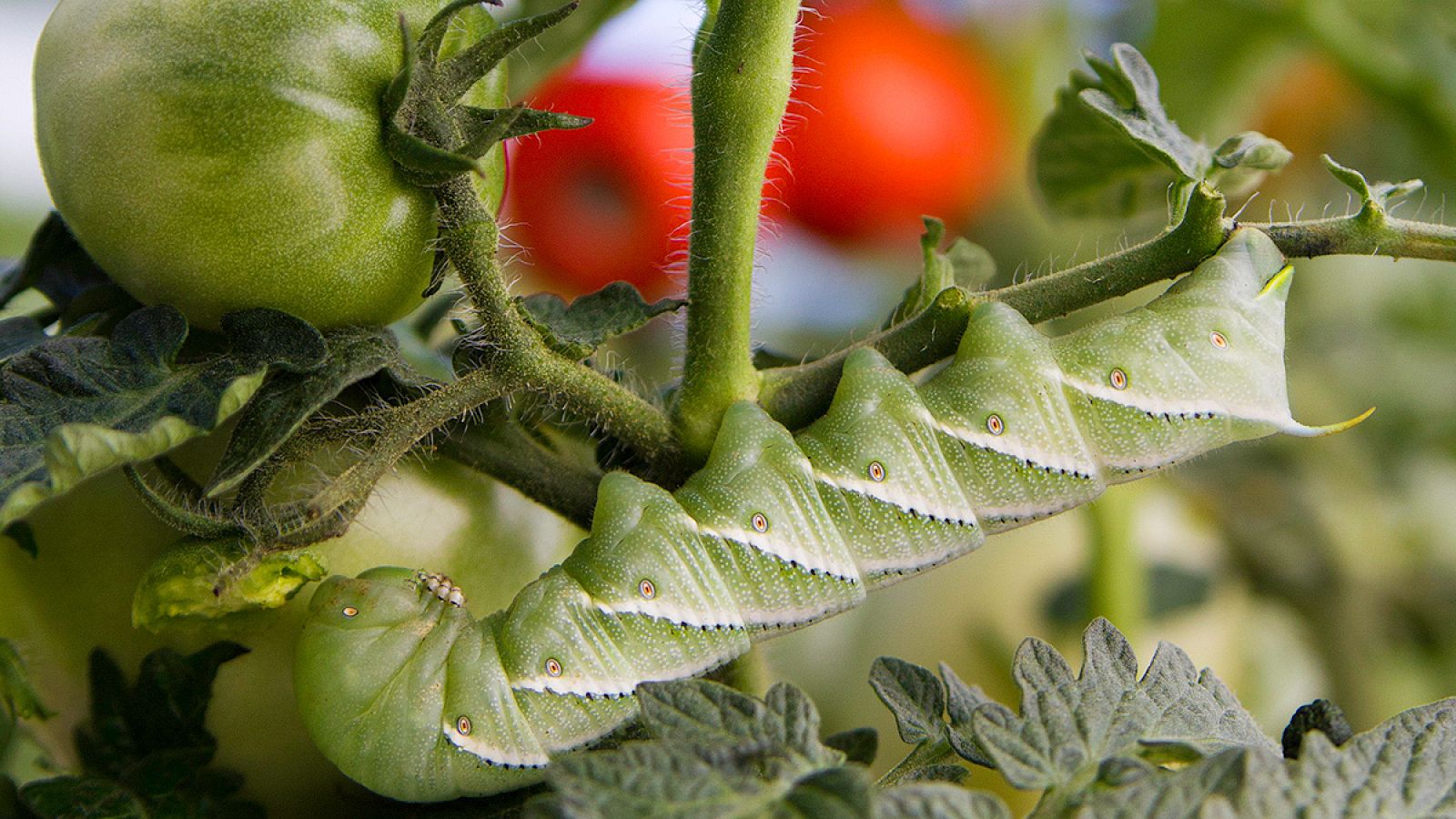 Una oruga en una planta de tomate