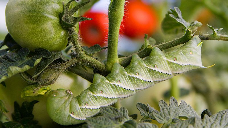 El tomate 'manipula' a las orugas y las convierte en caníbales