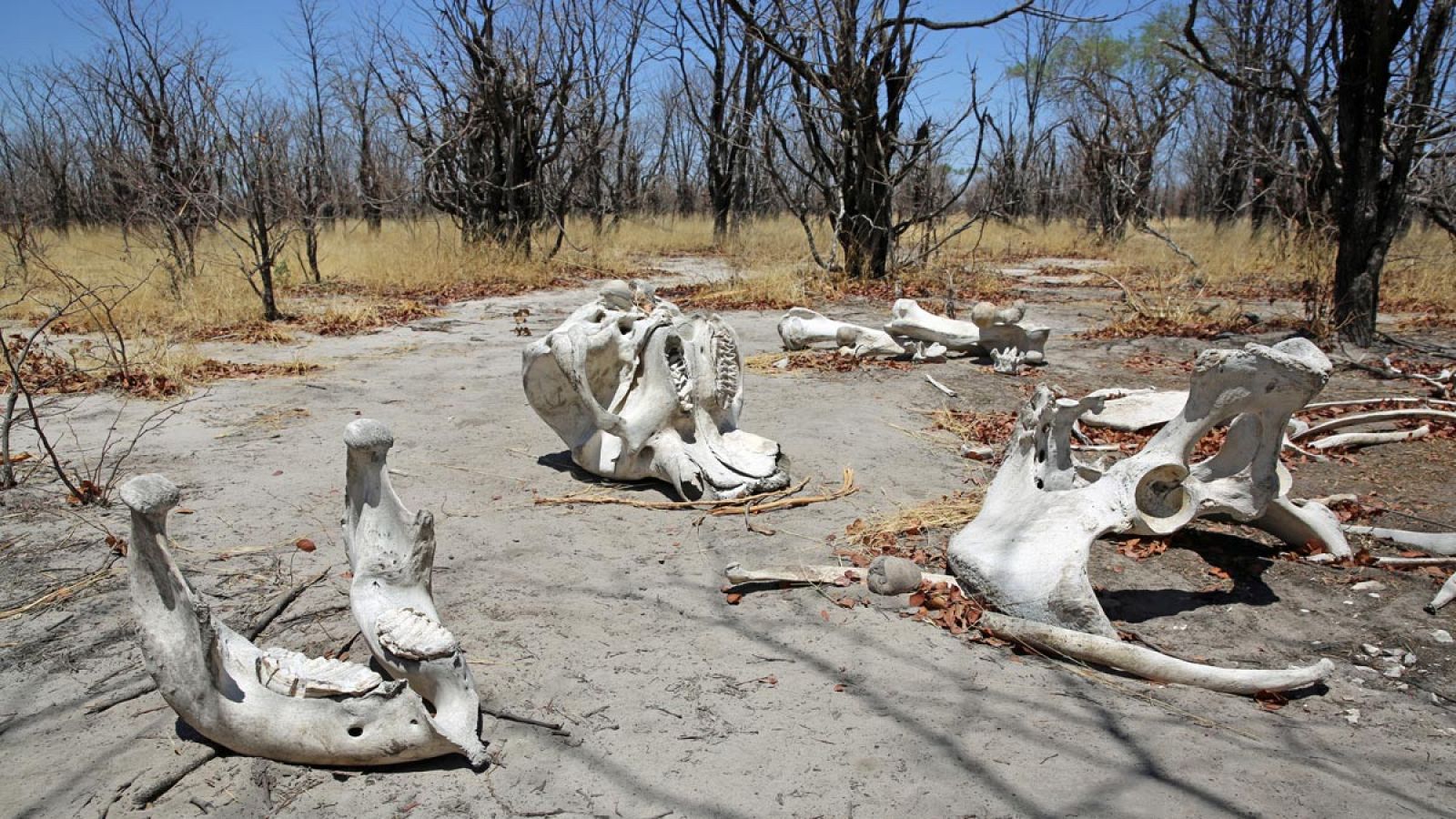 Más del 40% de las especies han experimentado una grave disminución en su población. En la imagen, restos de un elefante.