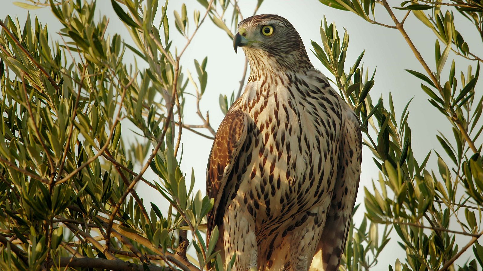 'Planeta Selva' descubre los olivares mediterráneos de Andalucía