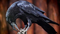 Los cuervos también son capaces de planificar, como los seres humanos y los grandes simios