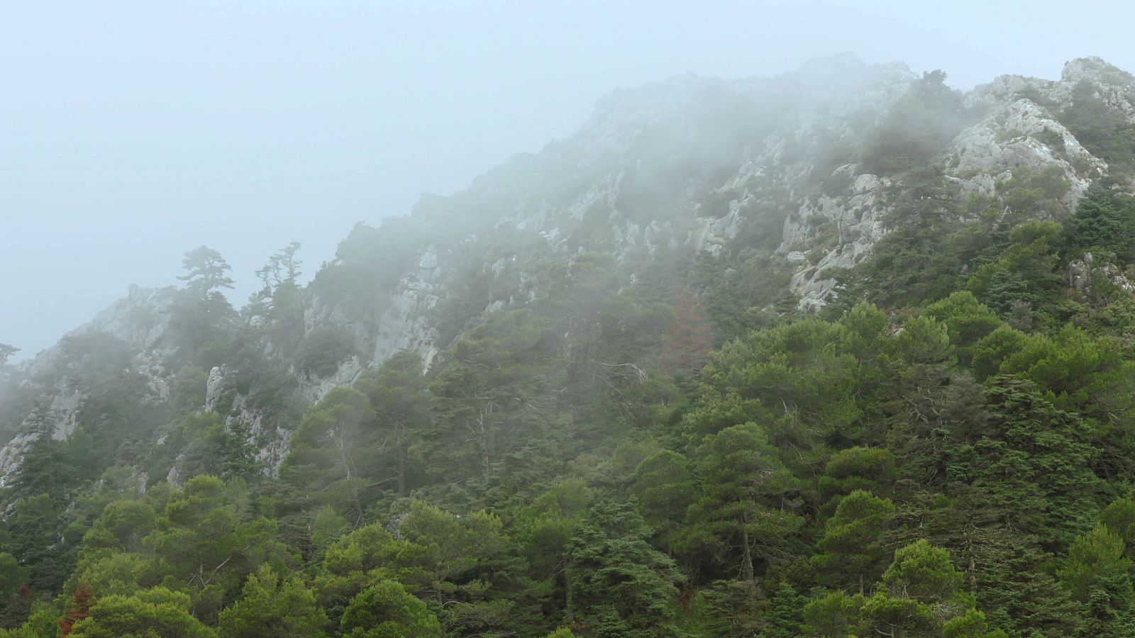Los pinsapares de Andalucía son bosques de abetos y uno de los lugares más húmedos del sur de Europa