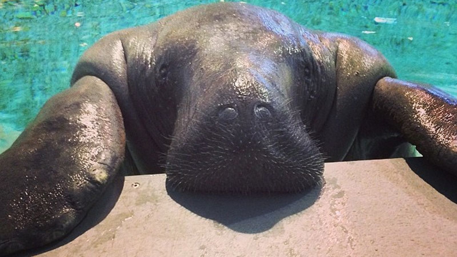 Snooty, el manatí en cautividad más longevo del mundo