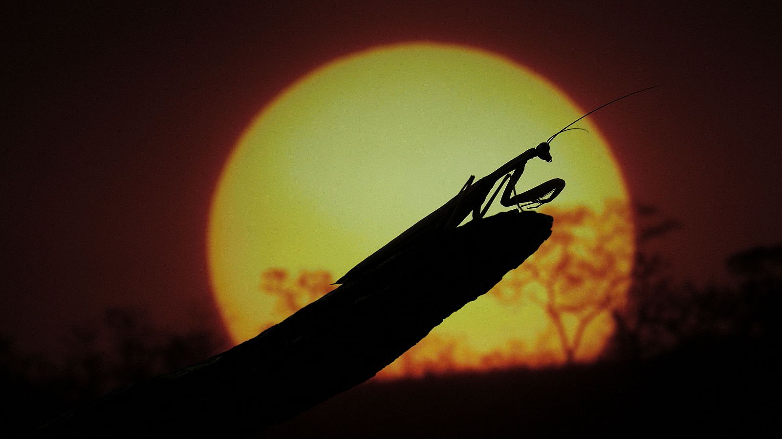 El ser humano tiene a su alcance proteger, cuidar y transforma el planeta, sus ecosistemas, selvas y bosques