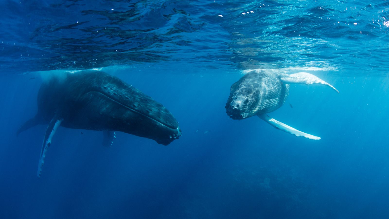 Las ballenas jorobadas son capaces de memorizar los cantos y hacer un remix de sonidos