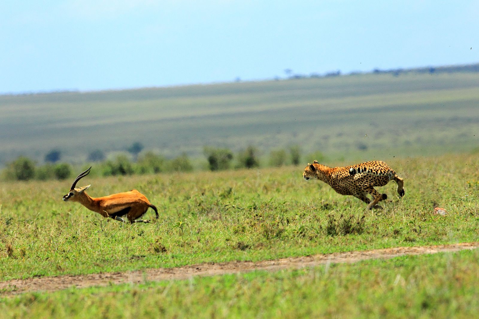 Las situaciones de peligro son muchas. Siempre hay ocasión para una gran evasión