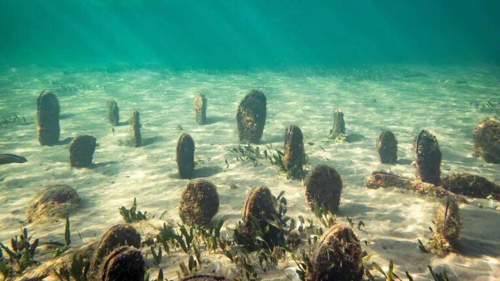 Siete especies que continúan estando amenazadas en España este 2024