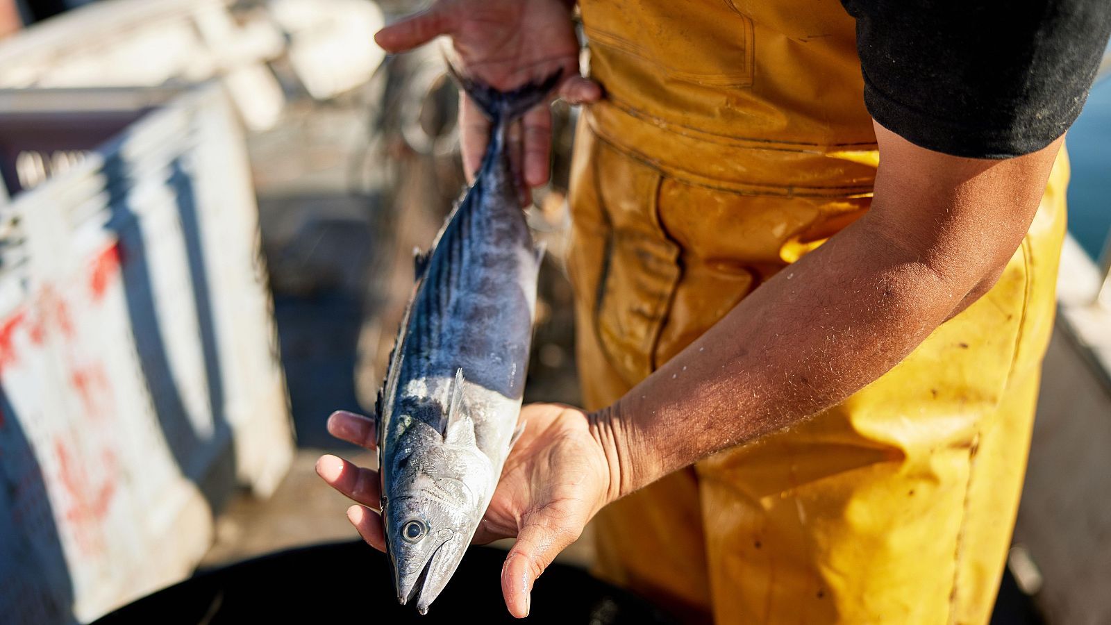 Pescador con bonito del Atlántico recién capturado