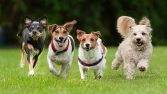 ¿Cómo calcular la edad de tu perro en años humanos?