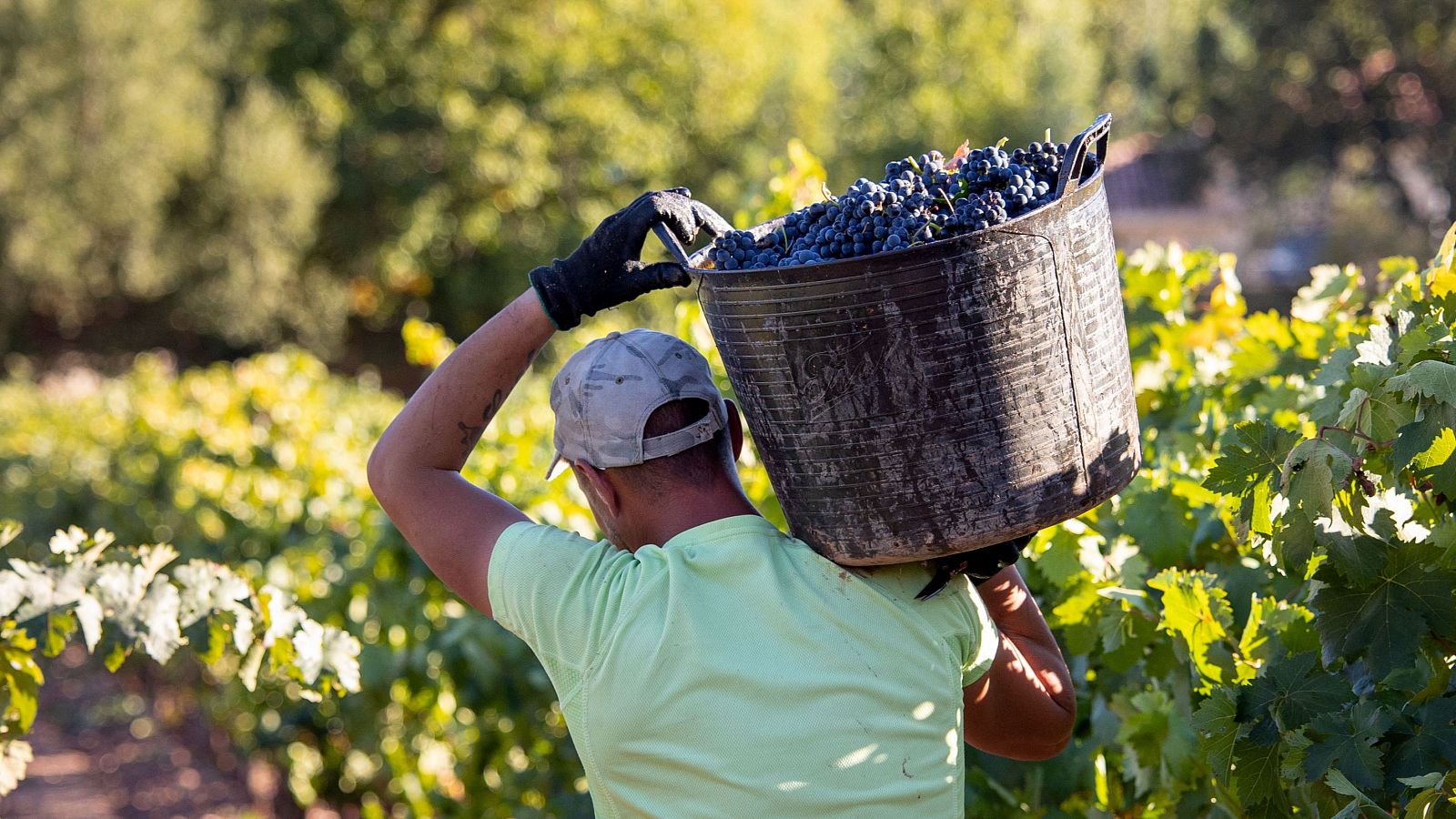 Previsiones económicas del FMI