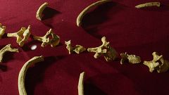 El niño que descubrió los fósiles de una especie humana desconocida