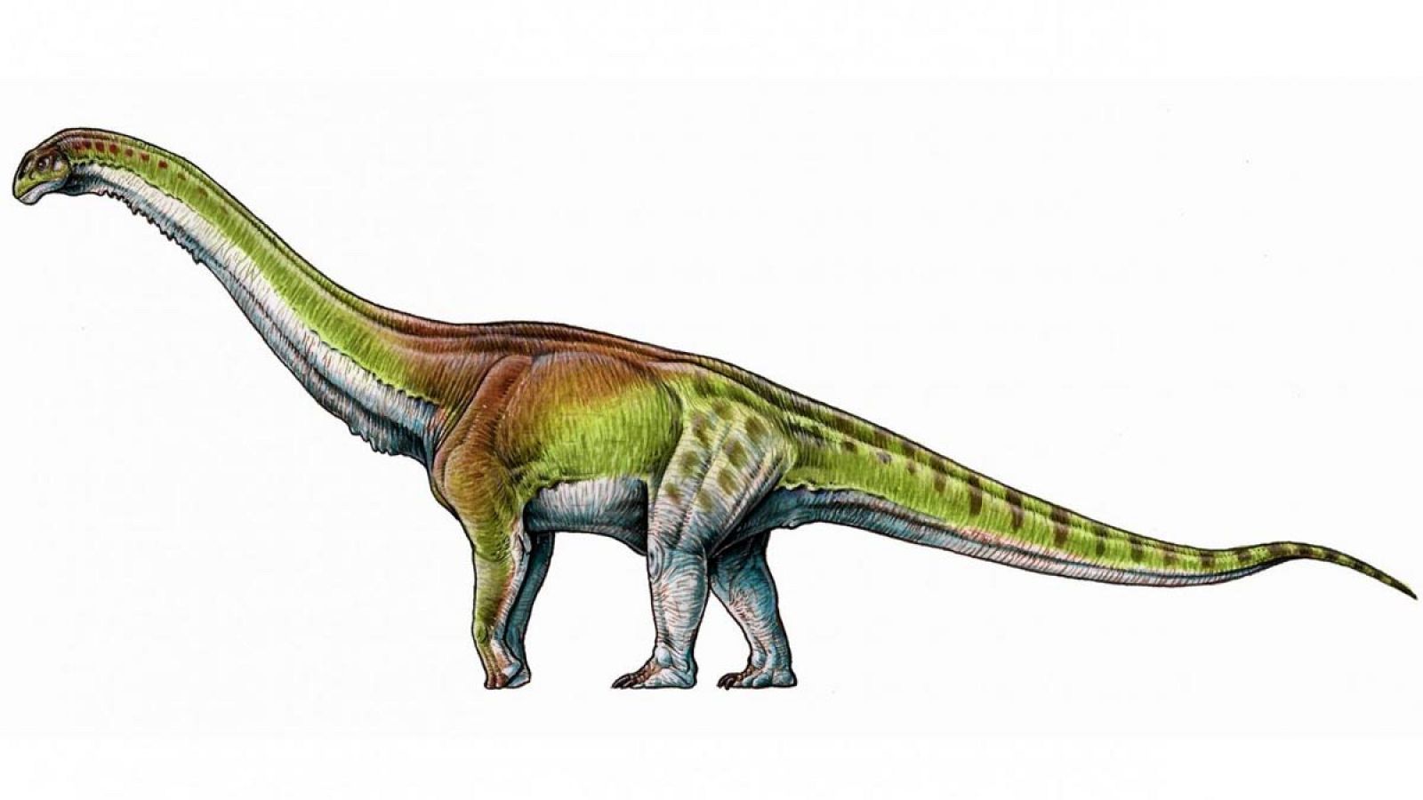 Estos herbívoros gigantes vivieron hace 100 millones años, en el Cretácico.