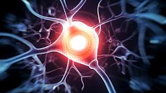 Investigadores españoles identifican una molécula que podría actuar como un potente neuroprotector del ictus