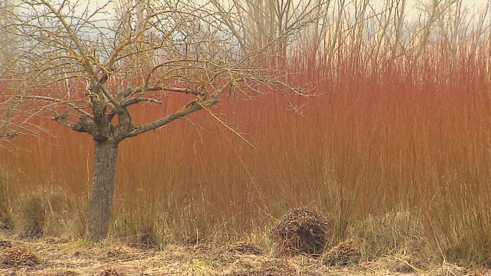 Campo de mimbre en Cuenca