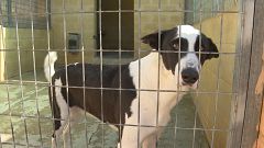Derecho animal: los efectos de la nueva ley de bienestar