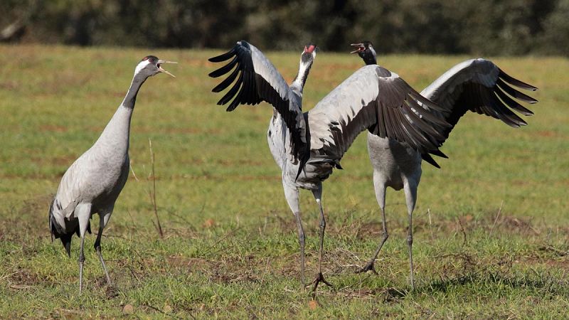 Nace en Doñana la primera grulla en libertad de España en un siglo