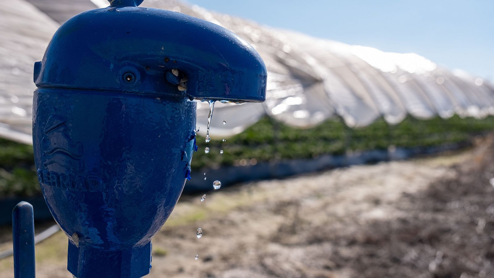 La excesiva extracción de agua causa "graves impactos" en Doñana.