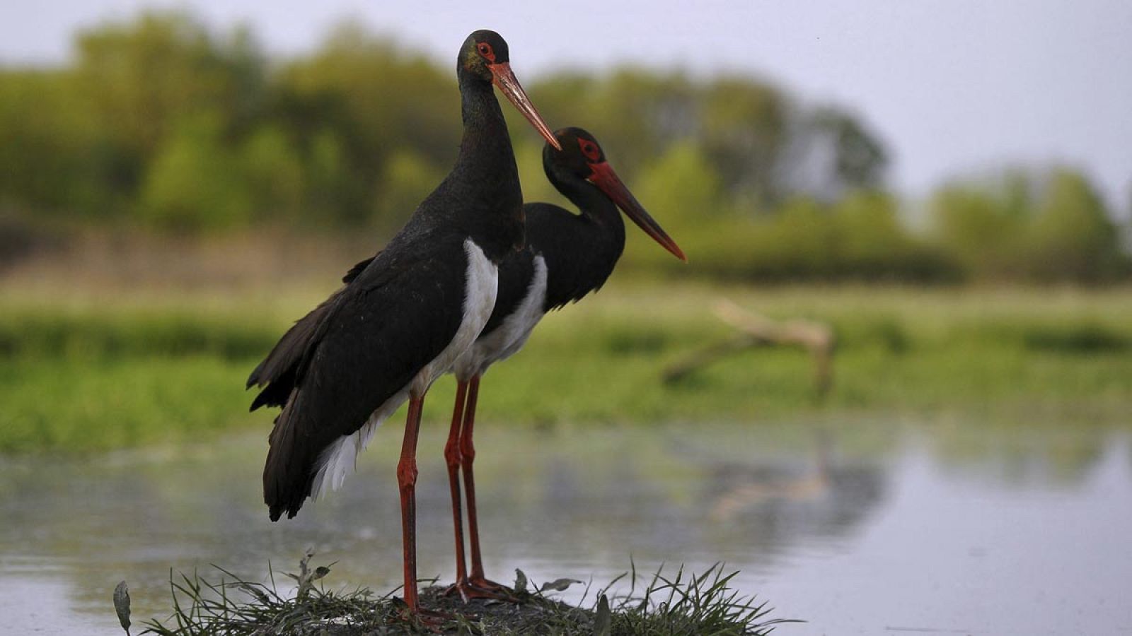 A diferencia de la cigüeña blanca que viaja en bandadas, la negra acostumbra a realizar la migración en solitario o en pequeños grupos.