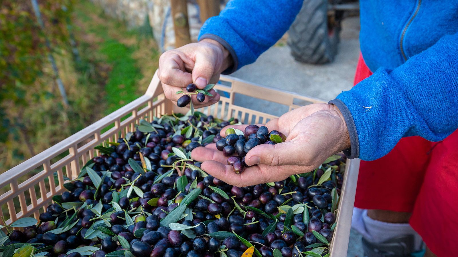 La OMC da la razón a la UE y concluye que EEUU no redujo aranceles a la aceituna española