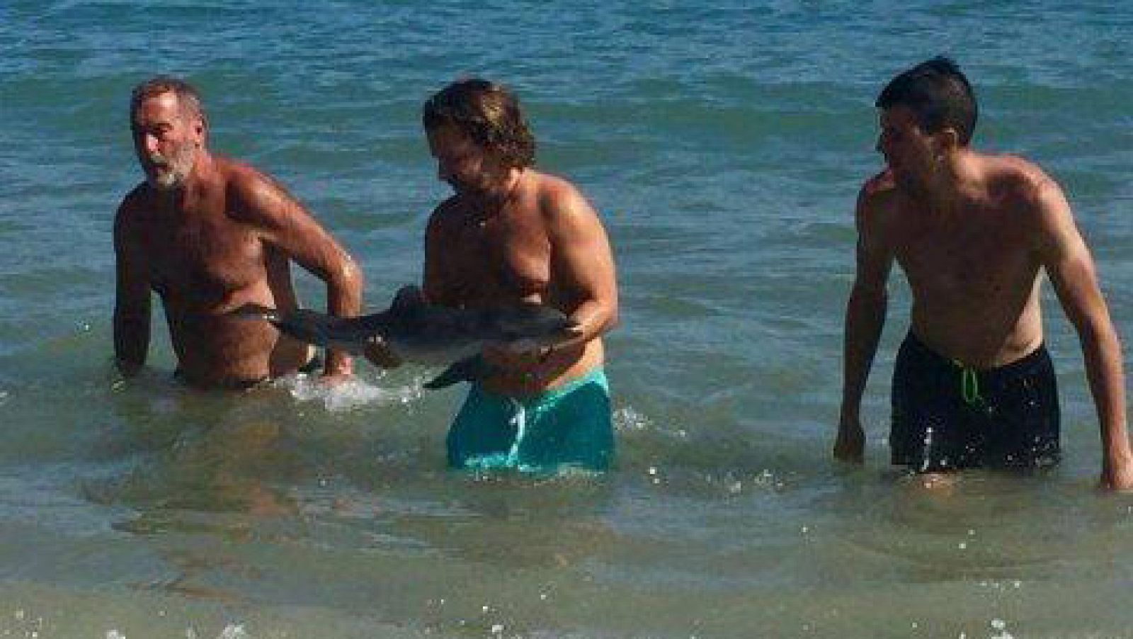 Imagen de la cría de delfín que apareció varada en Mojácar y murió tras ser hostigada por los bañistas