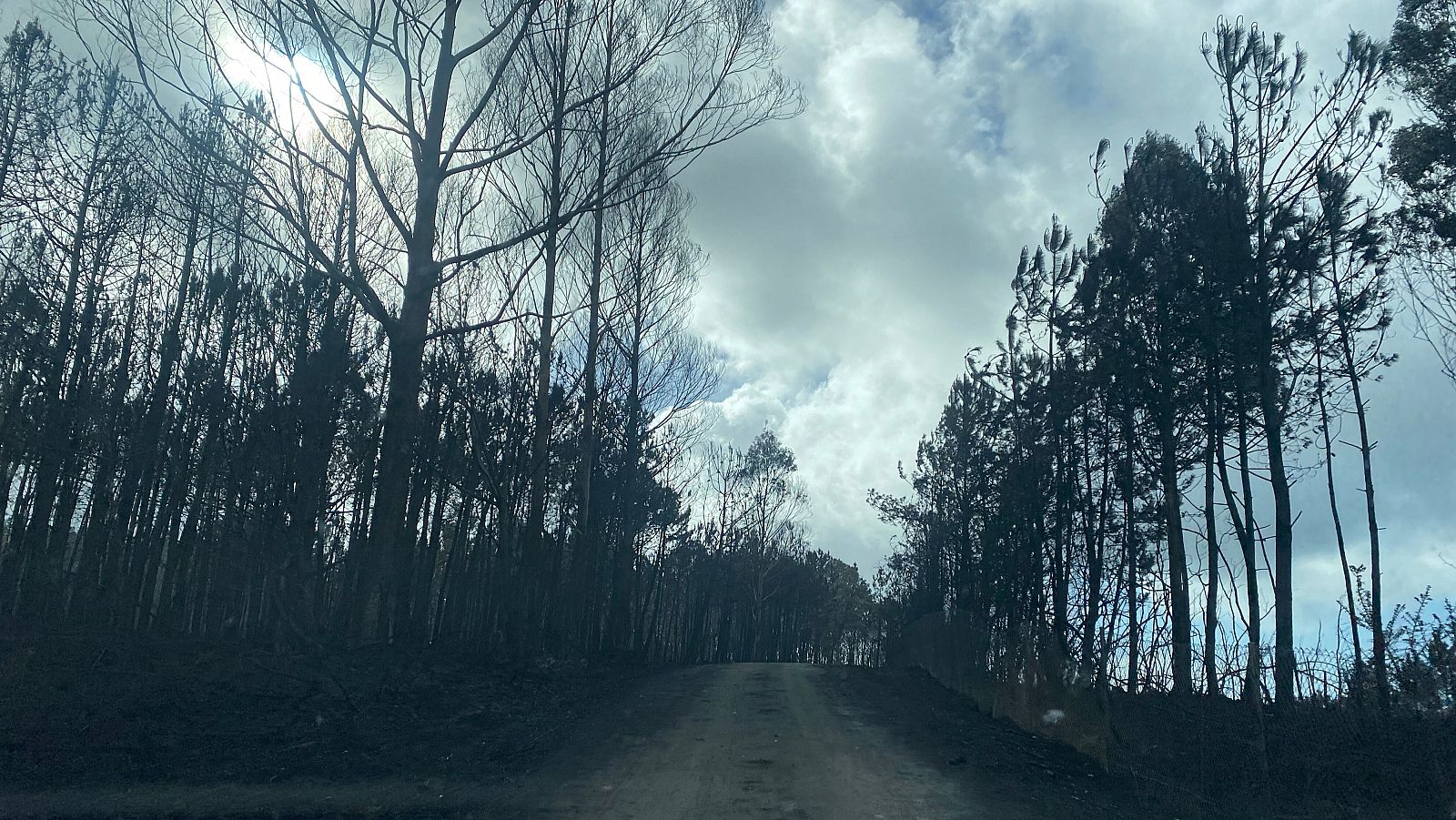 Incendios en Asturias: bosque quemado en Valdés