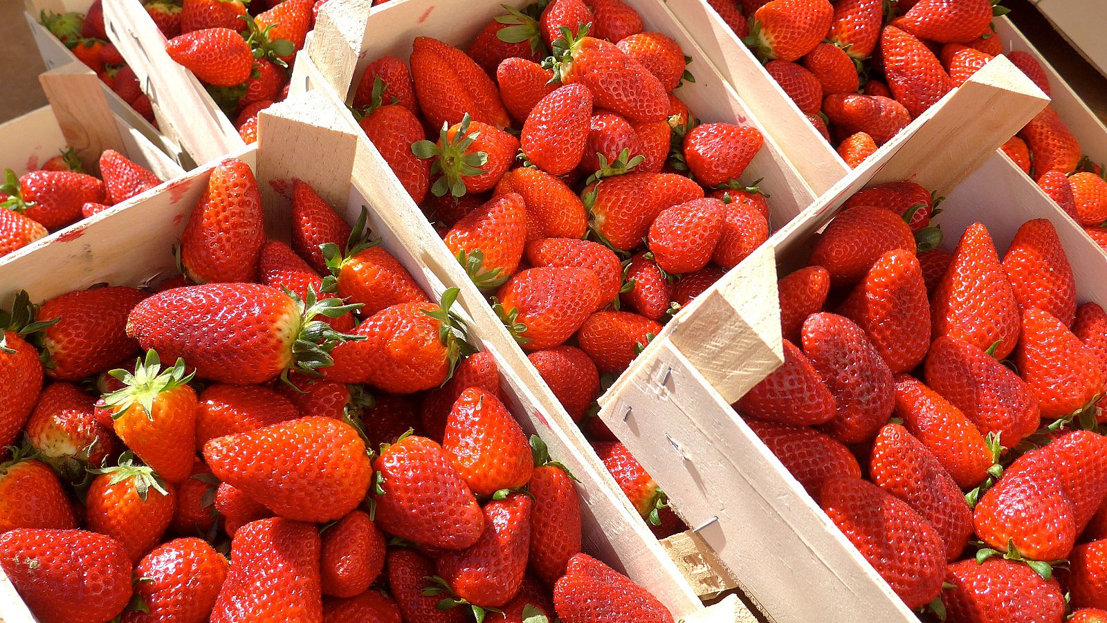 Fresas en cajas listas para ser vendidas