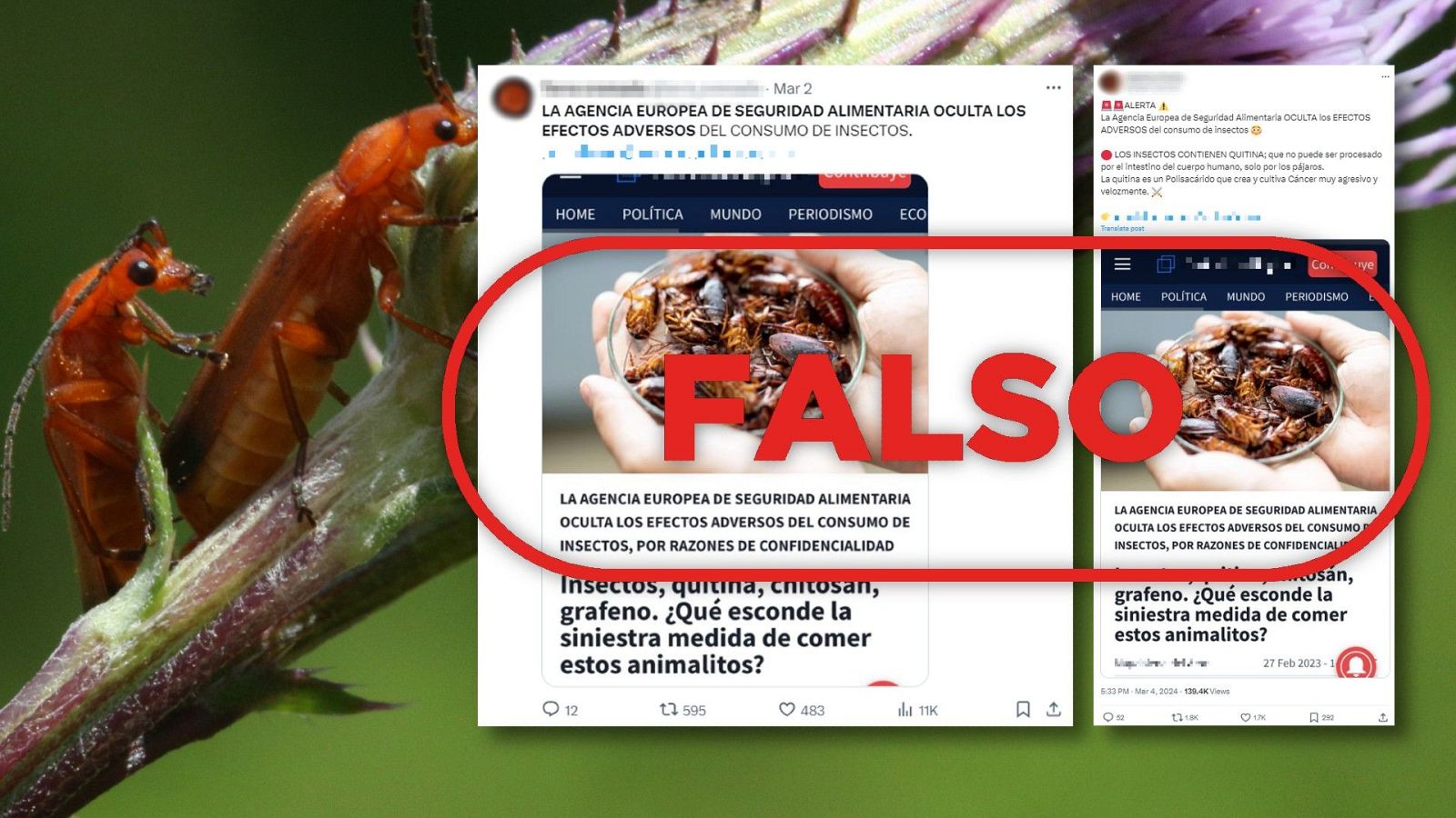 La quitina de los insectos no provoca cáncer ni contiene grafeno