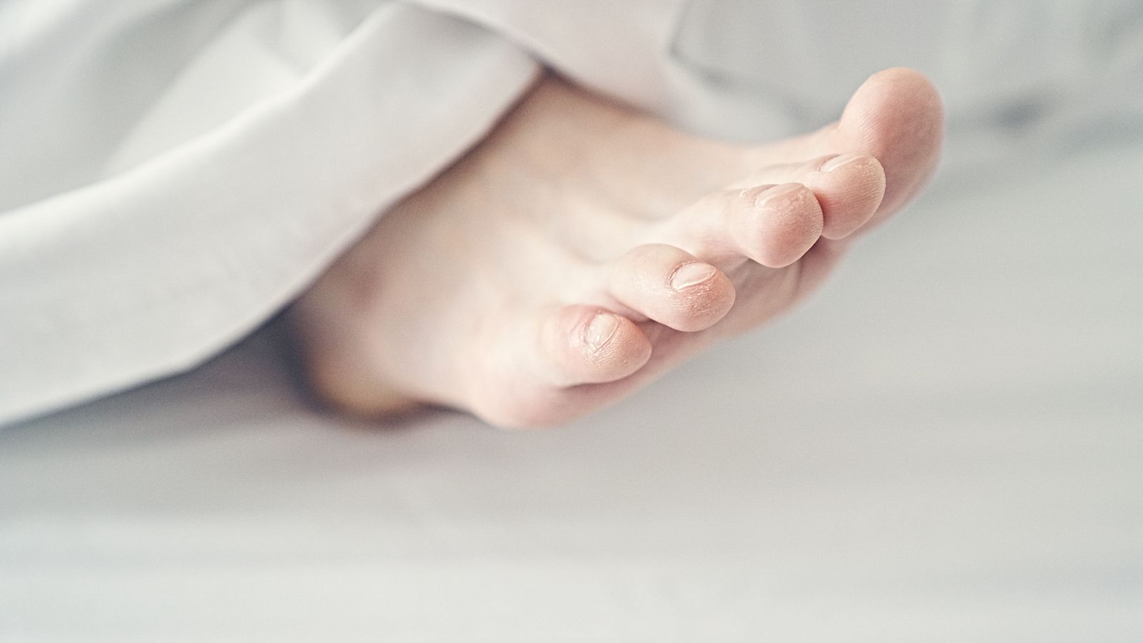 La sensación de frío en mamíferos es una de las grandes cuestiones por resolver de la biología sensorial.