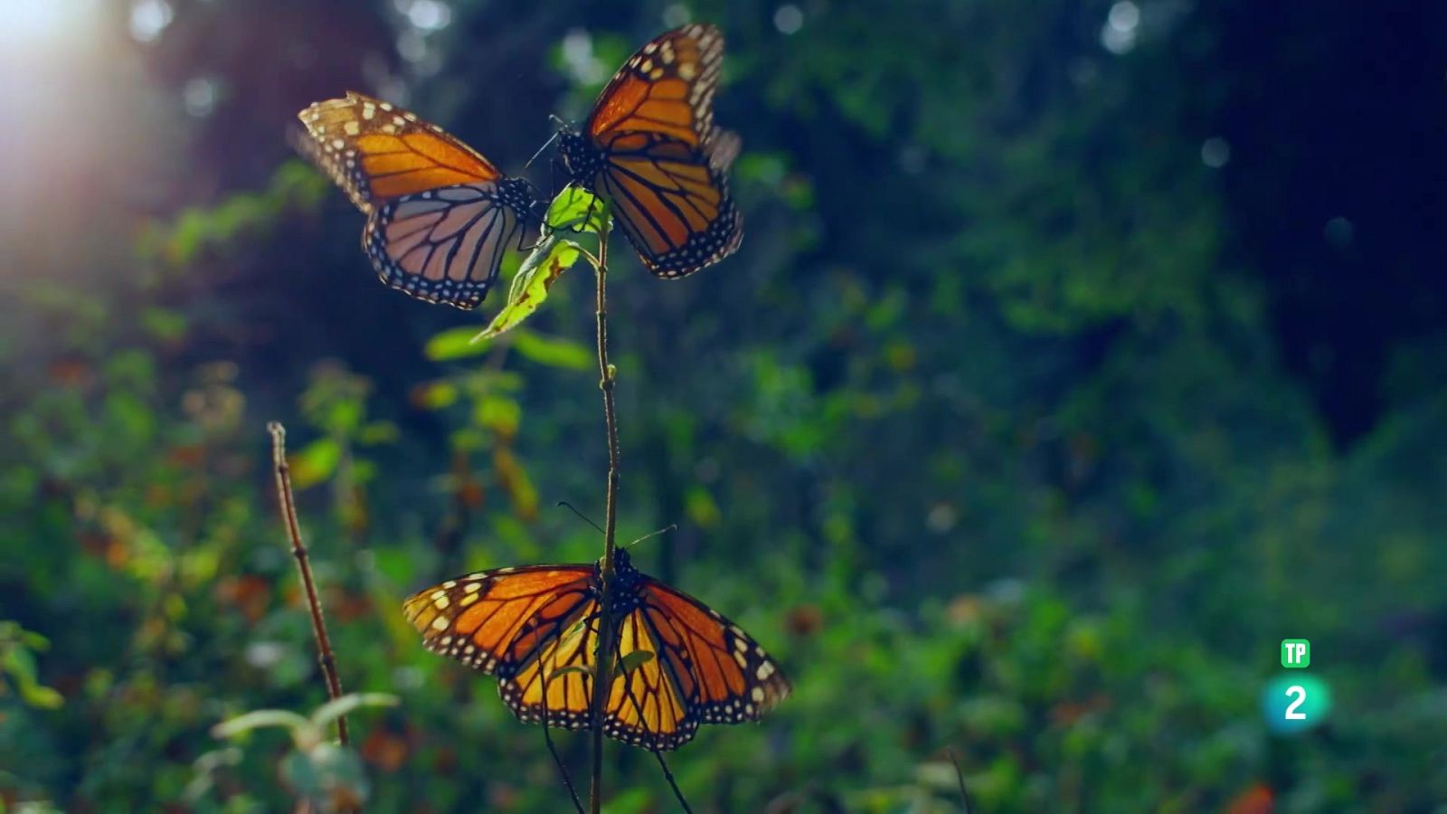 Grans documentals - Els supervivents definitus de la naturalesa - 3.Els vint millor voladors