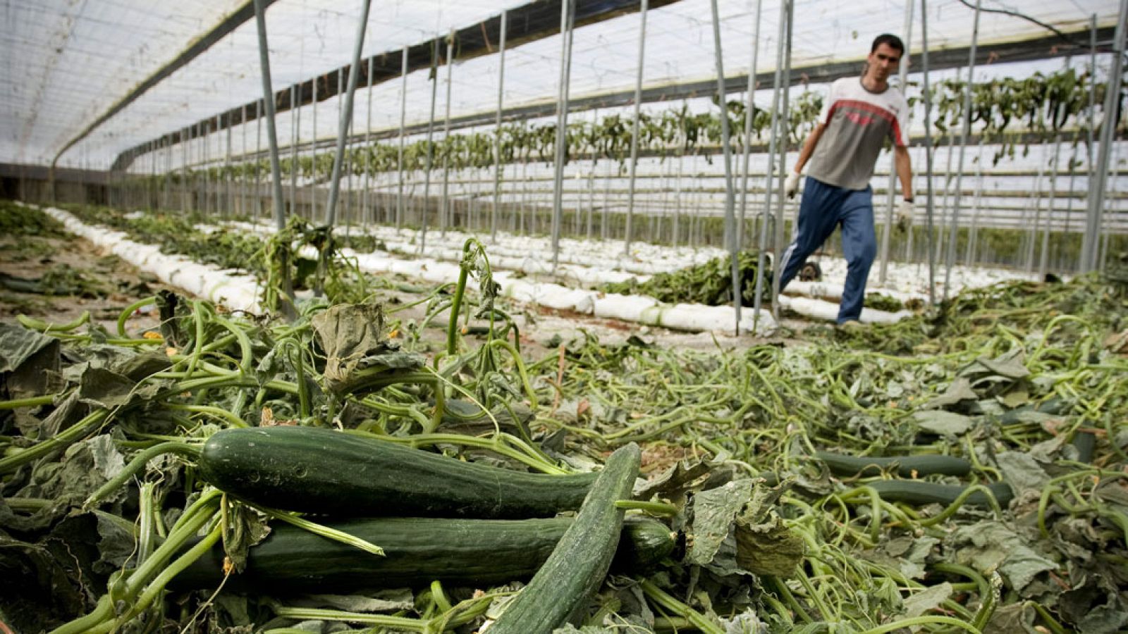 Imagen de archivo de un trabajador de Almería arrancando la plantación de pepino
