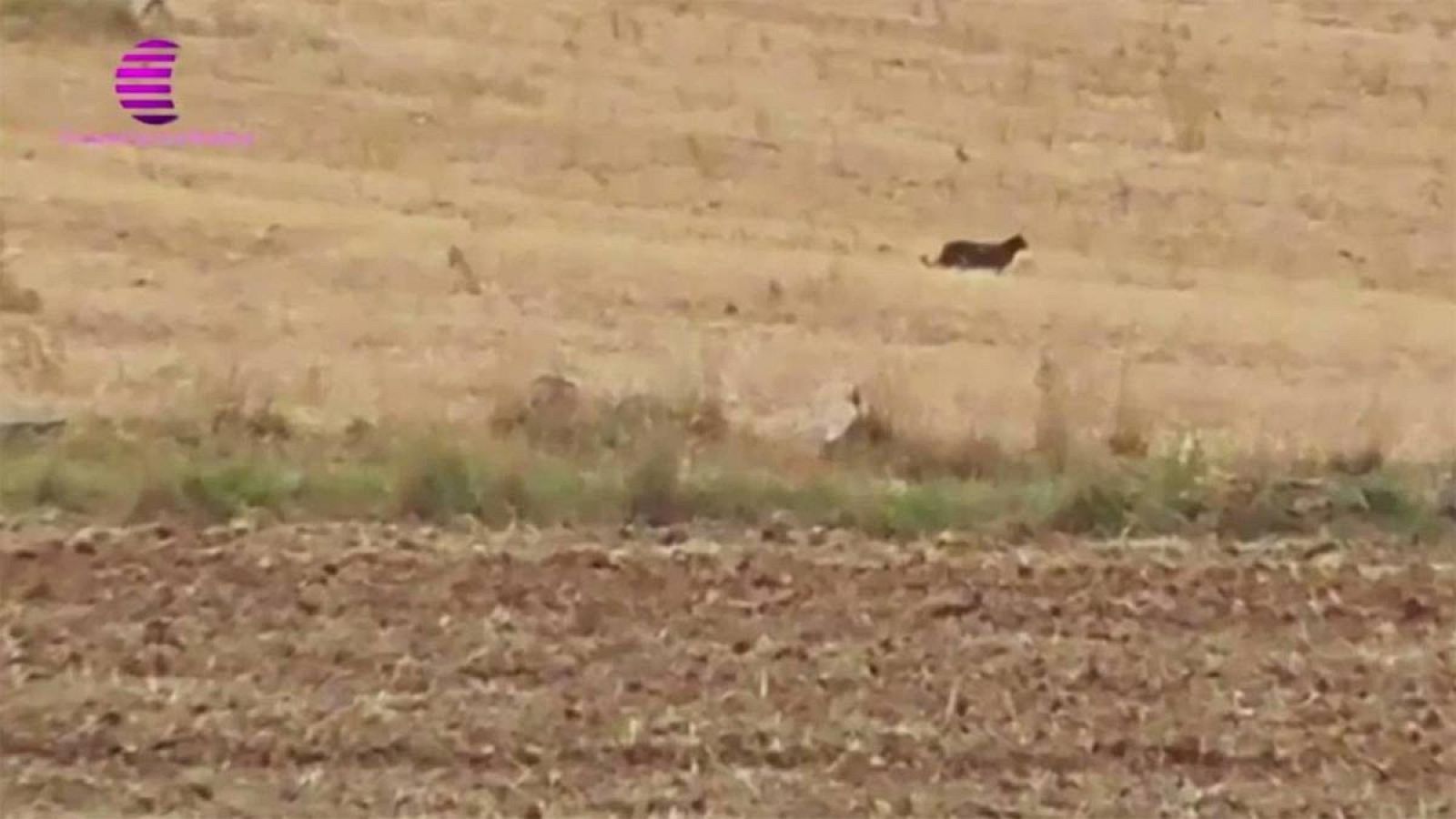 Las imágenes del supuesto animal han sido emitidas en la televisión local Guadalajara Media.