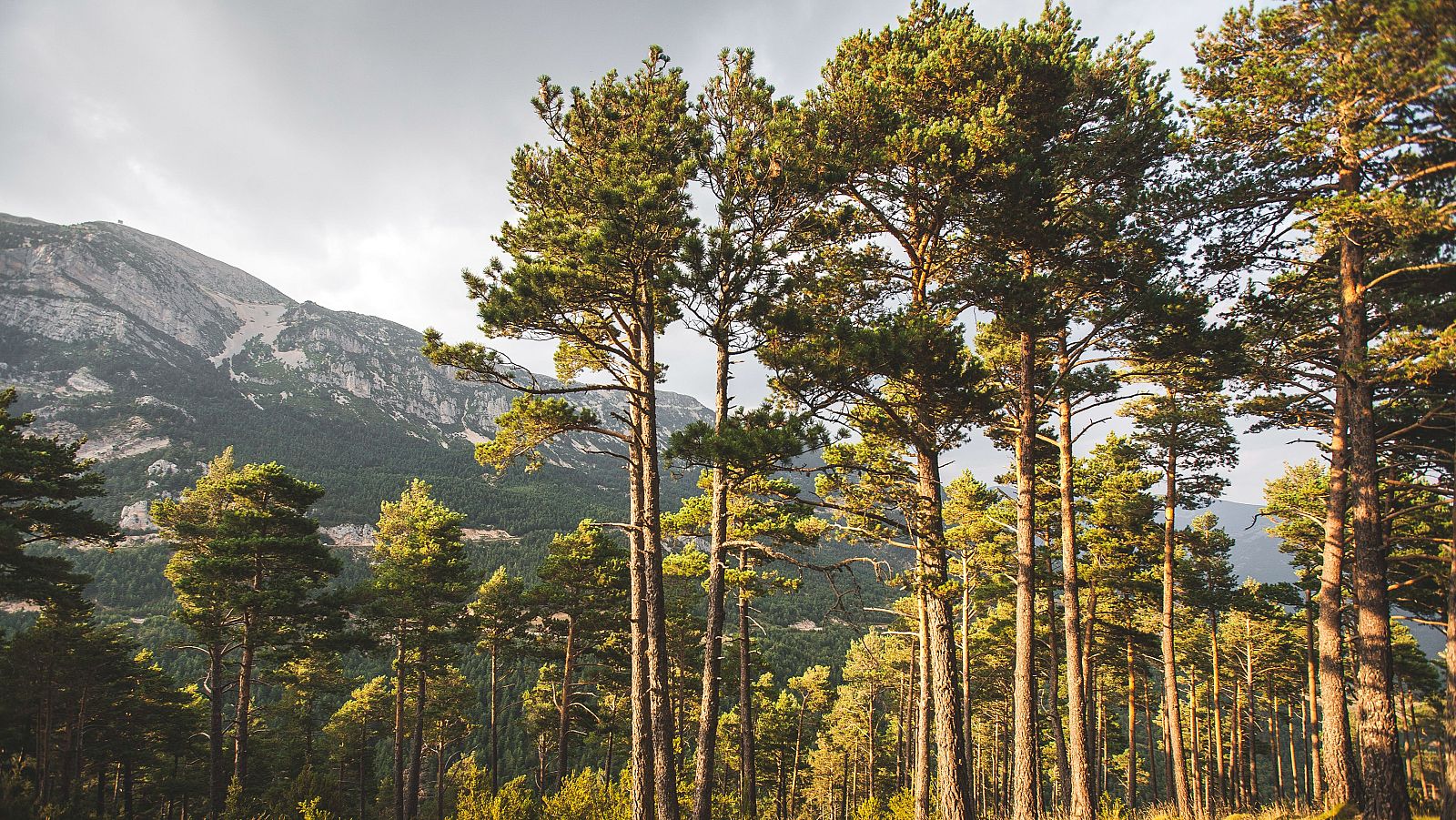 Un bosque en los Pirineos