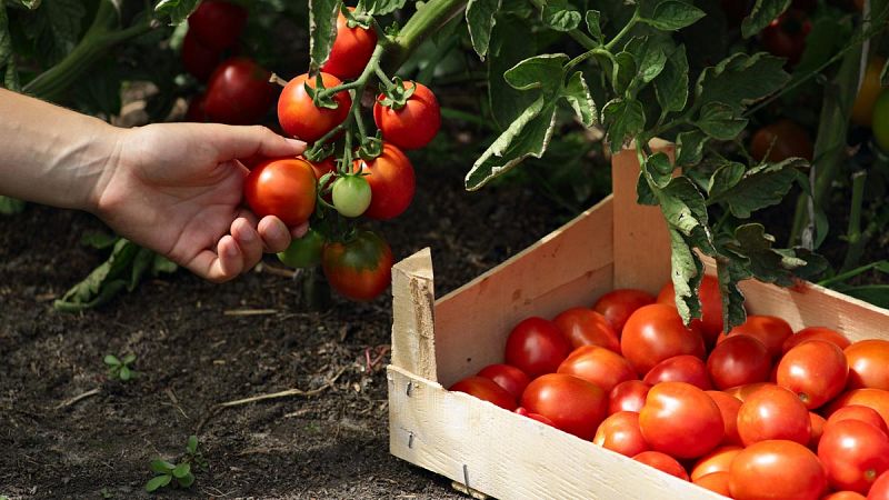 Científicos descubren que el extracto de tomate rojo revierte la inflamación de la próstata