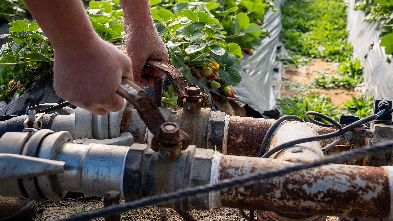 Finca del cultivo de fresas ubicada en la zona de regadío al norte de la Corona Forestal de Doñana.