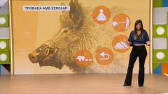 Per què ha disminuït, per primera vegada, la població de porcs senglars a Collserola?